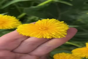 L�wenzahnbl�te-in-Herzform.mp4 von Justus2002