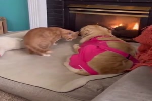 Katze-hat-Mitgef�hl.mp4 von Phil-1986