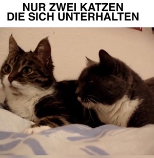 Zwei-Katzen-unterhalten-sich.mp4 von Schwesterchen
