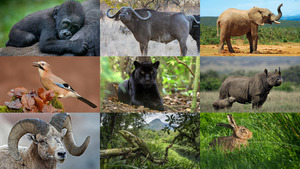 Animals-140.ppsx von Dorota