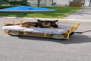 Bollerwagen-f�r-den-Hund.mp4 von Leif