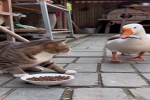 Futtertausch.mp4 von Felia-51