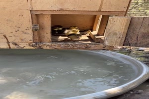 Entenk�ken-gehen-baden.mp4 von Matilda