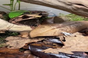 Super-getarnt.mp4 von Kurt1978