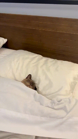 Gesegneter-Schlaf.gif von Matilda