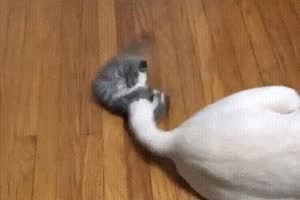 Furchtloses-K�tzchen.mp4 von Roger05