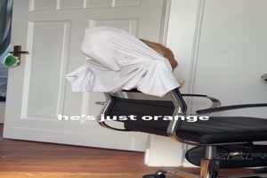 Eine orangefarbene Katze eben