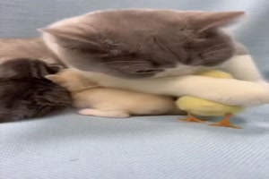 Was-f�r-eine-liebe-Katzenmama.mp4 von Nele68