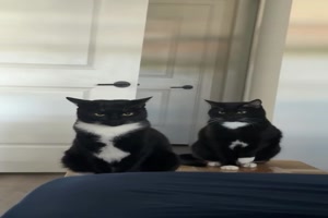 Typisch-Katze.mp4 von Goldlocke