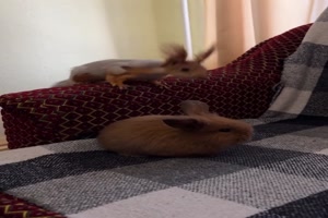 Lustiges-Eichh�rnchen.mp4 von Leona