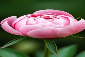 Wundersch�ne-Pfingstrose.mp4 von Leona