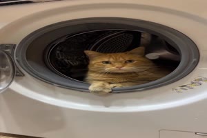 Katze-hat-besonderes-Pl�tzchen-gefunden.mp4 von Justus2002