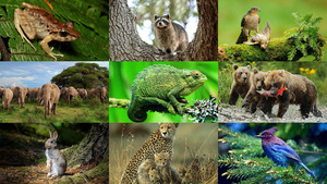 Animals-141.ppsx von Dorota