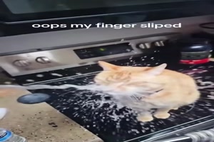 So-sind-Katzen.mp4 von Schwesterchen