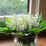 Maigl&ouml;ckchen-Zwiebeln!