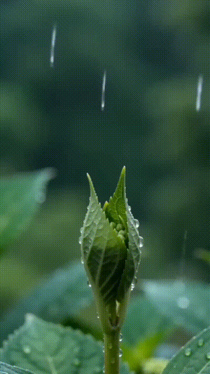Eine-Hortensie-bl�ht-auf.gif von Roger05