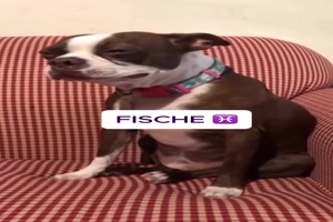 So-sind-sie-die-einzelnen-Sternzeichen.mp4 von Felia-51