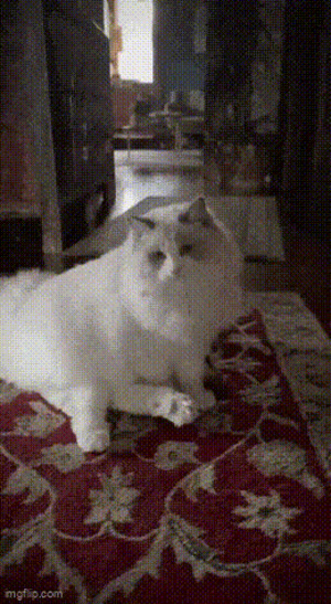 Katzen-eben.gif von Schwesterchen