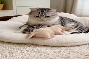 Katze-adoptiert-Welpe.mp4 von Annelie-68