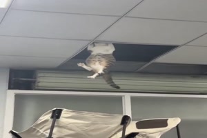 Katze-auffangen.mp4 von Sophie48