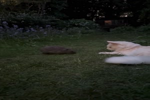 Igel-begr��t-Katze.mp4 von Schwesterchen