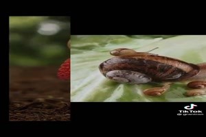 phantastische-Tierfotografie.mp4 von Nele68