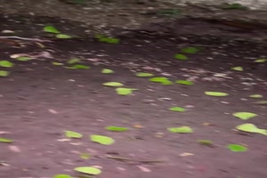 Insekten-Aufstand.mp4 von Nele68