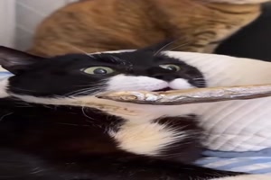 Katzen beim Futtern