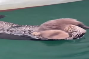 Niedliche-Otter.mp4 von Leona