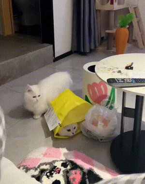 Katze-erschreckt-sich.gif von Nachtstern