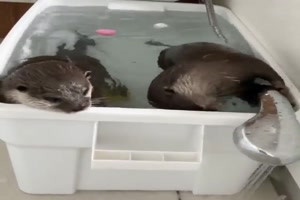 Lustige-Otter.mp4 von Justus2002