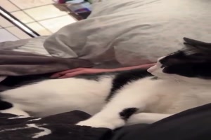 Lustige-Katze.mp4 von Goldlocke