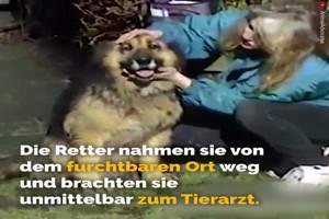 Von einer H�ndin die gerettet wurde