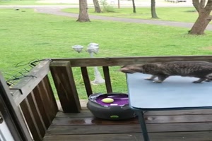 Cooles-Spiel-f�r-Hund-und-Katze.mp4 von Goldlocke
