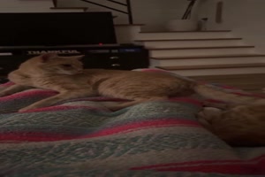 Freche-Katze.mp4 von Nele68
