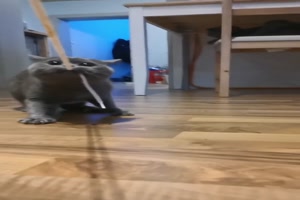 Katze-will-den-Schn�rsenkel.mp4 von Annelie-68