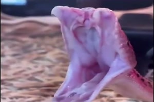 M�de-Schlange.mp4 von Annelie-68