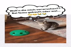 Dieser-Katzenblick.mp4 von Queen92