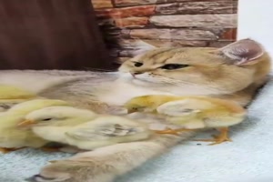 Nette-Tiere.mp4 von helvis