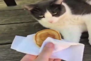 Unterschied-Hund-und-Katze.mp4 von Leona