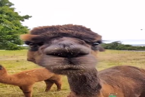 Lustige-Tiere.mp4 von Leif