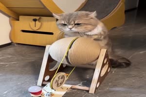 Katze-am-Spinnrad.mp4 von Queen92