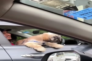 Hunde-im-Stau.mp4 von Nachtstern