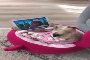 Lustiger-Hund.mp4 von Leif