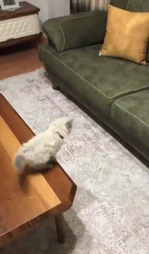 Lustiger-Sprung.gif von Schwesterchen