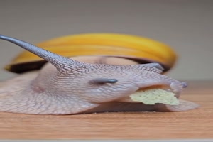 Wenn-die-Schnecke-snackt.mp4 von Nachtstern