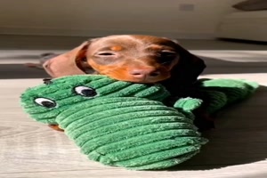 S��er-Dackel-Welpe.mp4 von Leona