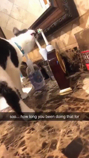 Die-Katze-und-die-Zahnb�rste.gif von Queen92