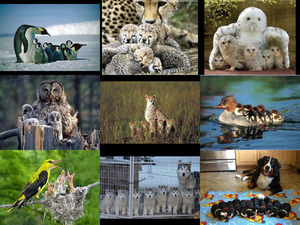 Tierfamilien.pps von Michelle