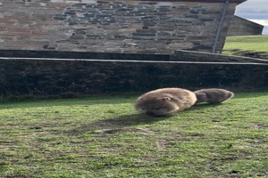 Lustige-Wombats.mp4 von Brandon